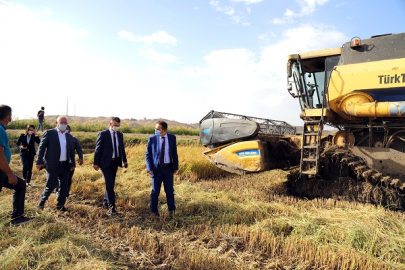 VALİ AYAZ KIZILIRMAK'TA ÇELTİK HASADINA KATILDI