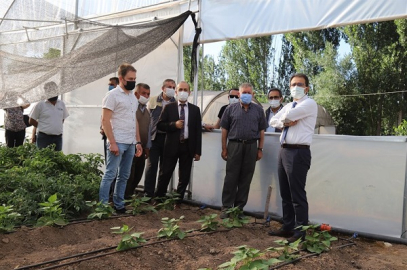 VALİ AYAZ SEBZE ÜRETİMİ YAPAN SERALARDA İNCELEMELERDE BULUNDU