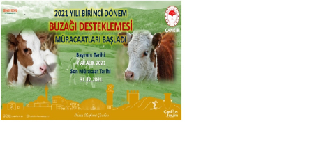2021 YILI 1. DÖNEM BUZAĞI DESTEKLEME BAŞVURULARI BAŞLADI