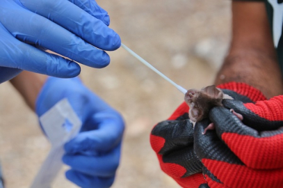 ÇAKÜ DOĞANIN GİZEMLİ TÜRLERİ YARASALARIN SIRLARINI AYDINLATIYOR
