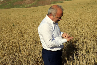 AYÇİÇEKLER BİTKİSEL YAĞA BUĞDAYLAR UNA DÖNÜŞECEK