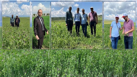 ÇANKIRI'DA YEM BEZELYESİ ÇİFTÇİYİ SEVİNDİRDİ