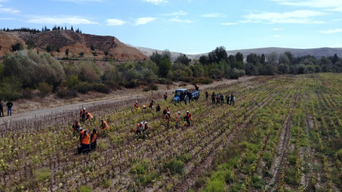 ÇANKIRI BELEDİYESİ İLK AYÇİÇEK HASADINI YAPTI