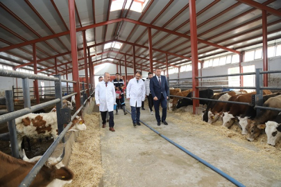 VALİ AYAZ ŞAP HASTALIĞINA KARŞI AŞILAMA KAMPANYASINA KATILDI