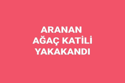 ARANAN AĞAÇ KATİLİ YAKALANDI