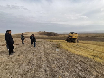 DAMLA SULAMA İLE YETİŞTİRİLEN ÇELTİKTE İLK HASAT YAPILDI