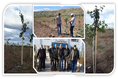 ÇANKIRI'DA KUŞBURNU FİDANLARI TOPRAKLA BULUŞTU