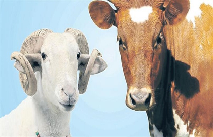 HAYVAN PAZARLARINI KAPATTIRAN ŞAP HASTALIĞI NEDİR? BELİRTİLERİ NELERDİR? İNSANA BULAŞIR MI?