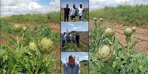 ÇAKÜ EGE'NİN İNCİSİ ENGİNARI ÇANKIRI'DA YETİŞTİRİYOR