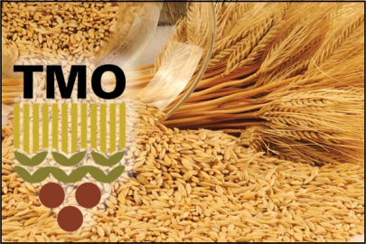 TOPRAK MAHSULLERİ OFİSİ HUBUBAT ALIMLARINA BAŞLADI