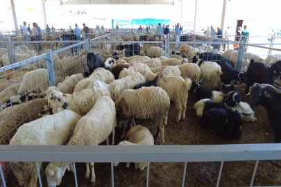 ÇANKIRI'DA ŞAP HASTALIĞI NEDENİYLE HAYVAN PAZARLARI YENİDEN KAPATILDI