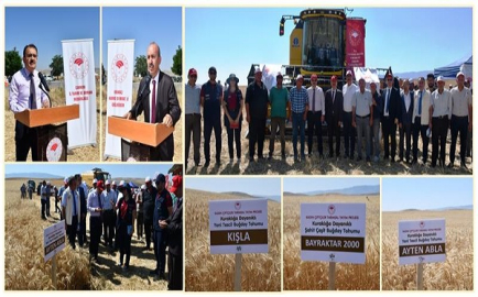 ÇANKIRI'DA KURAKLIĞA DAYANIKLI BUĞDAY HASADINI VALİ ABDULLAH AYAZ BAŞLATTI