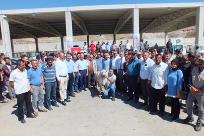 TARIM İL MÜDÜRLÜĞÜ % 50 HİBE İLE 110 YETİŞTİRİCİYE 110 DAMIZLIK AKKARAMAN KOÇU DAĞITTI