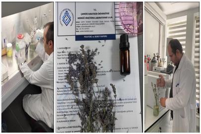 ÇANKIRI'DA YETİŞTİRİLEN LAVANTA YAĞININ FİZİKSEL VE KİMYASAL ÖZELLİKLERİ BELİRLENDİ