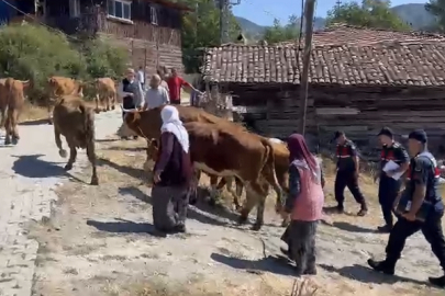 ILGAZ'DAN ÇALINAN HAYVANLAR ÇUBUK'TA ELE GEÇİRİLDİ