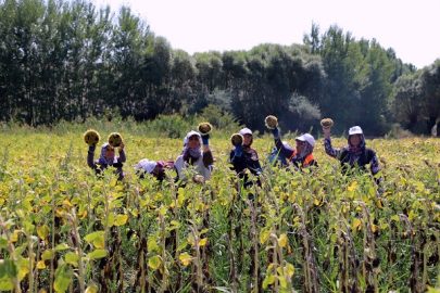 ÇANKIRI BELEDİYESİ YENİ SEZONUN HASADINI YAPTI