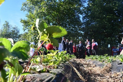 VALİ TAŞOLAR KDAKP PROJESİ KAPSAMINDA KURULAN ÇİLEK BAHÇESİNDE İNCELEMELERDE BULUNDU
