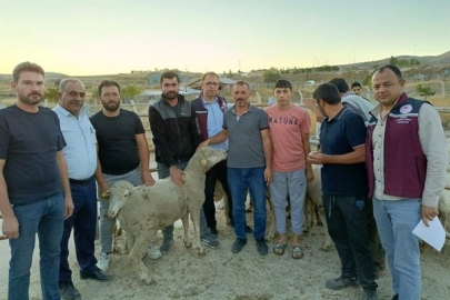 ÇANKIRI'DA DAMIZLIK MERİNOS KOÇLAR SAHİPLERİNİ BULDU