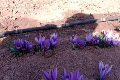 DÜNYANIN EN PAHALI BİTKİSİ SAFRAN ARTIK ÇANKIRI'DA ÜRETİLİYOR