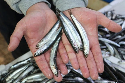 HAMSİYİ İKLİM KRİZİ VURUYOR