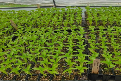 TARIM MESLEK LİSESİNDE FİDE SATIŞLARI BAŞLADI