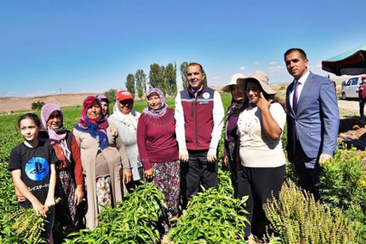 VALİ TAŞOLAR KIZILIRMAK'TA KAVUN VE BİBER HASADINA KATILDI