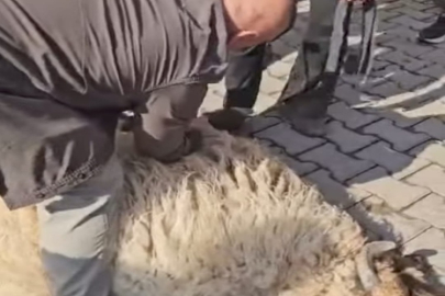 CUDİ DAĞI ETEKLERİNDE MHP LİDERİ BAHÇELİ İÇİN ADAK KESİLDİ