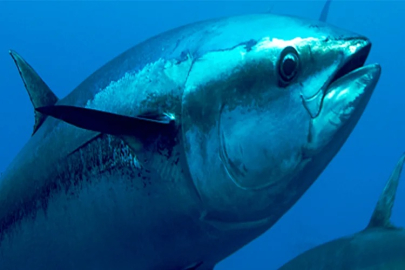 MAVİ VATAN'DA ORKİNOS AVI