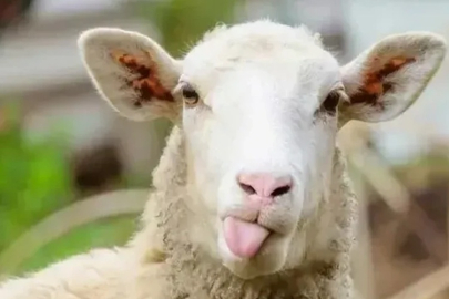 ÇANKIRI BELEDİYESİ KURBAN KESİM ÜCRETLERİ VE SÜREÇLERİNİ AÇIKLADI