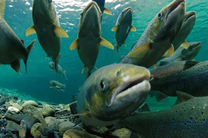 DENİZSİZ ŞEHİRDEN SOMON İHRACATI