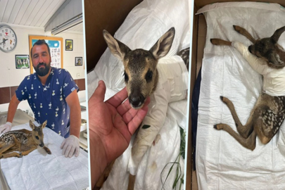 YARALI KARACA YAVRUSU EMİN ELLERDE