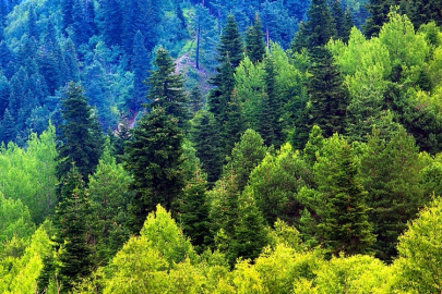 ÇANKIRI'DA BİRÇOK ORMAN ALANINA GİRMEK YASAKLANDI