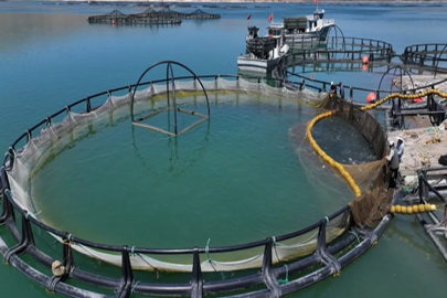 KAYSERİ'DEN 49 ÜLKEYE BALIK İHRACATI