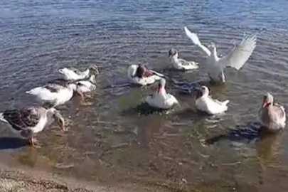 CİMER'E ŞİKAYET EDİLİNCE KÜMESE KAPATILAN KAZLARDAN SEKİZİ ÖLDÜ