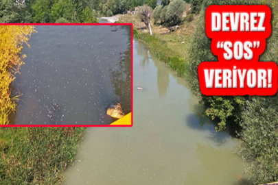 ATIKLARDAN ZEHİRLENEN DEVREZ ÇAYI ALARM VERİYOR
