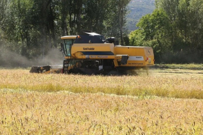 KURAKLIĞA RAĞMEN ILGAZ'DA ÇELTİK REKORU