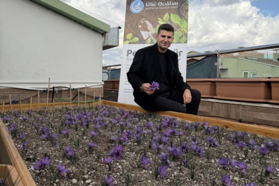 ÜLKÜ OCAKLARI GENEL MERKEZİNİN TERASINDA SAFRAN HASADI