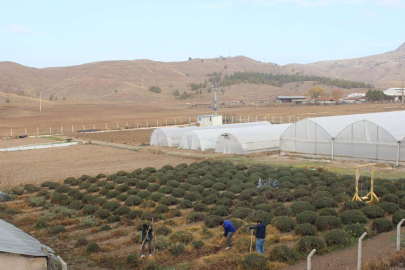 ŞEHİT MEHMET ATA TARIM MTAL'DEN ULUSLARARASI STANDARTLARDA LAVANTA YAĞI
