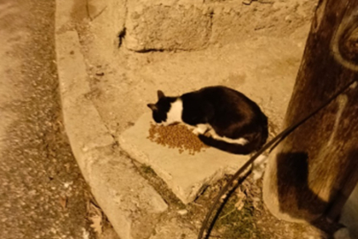 ÇANKIRI ELELE DERNEĞİ'NDEN PATİLİ DOSTLARIMIZA ANLAMLI DESTEK