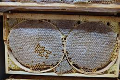 ILGAZ'IN DÜNYA REKORU KIRAN BALINA GUINNESS SERTİFİKASI GELİYOR