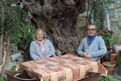 DÜNYANIN EN YAŞLI ZEYTİN AĞAÇLARINDAN BİRİSİ ÇANKIRILI AYŞE-HAKKI ORUÇ ÇİFTİNİN BAHÇESİNDE