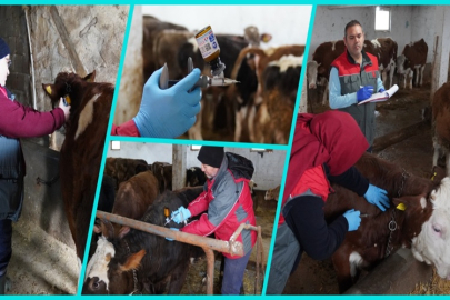 ÇANKIRI'DA ŞAP HASTALIĞINA KARŞI TOPLU MÜCADELE