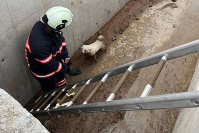 ÇANKIRI'DA KANALA DÜŞEN KÖPEK BÖYLE KURTARILDI