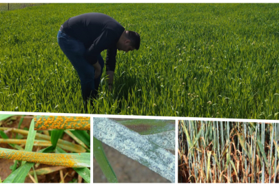 ÇANKIRI'DAKİ HUBUBAT TARLALARINDA PAS HASTALIĞI ALARMI