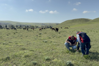 ÇANKIRI'DA MERALAR YENİDEN CANLANIYOR