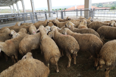 ÇANKIRI'DA KURBAN KESİM YERLERİ AÇIKLANDI